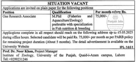 University of The Punjab Jobs 2025